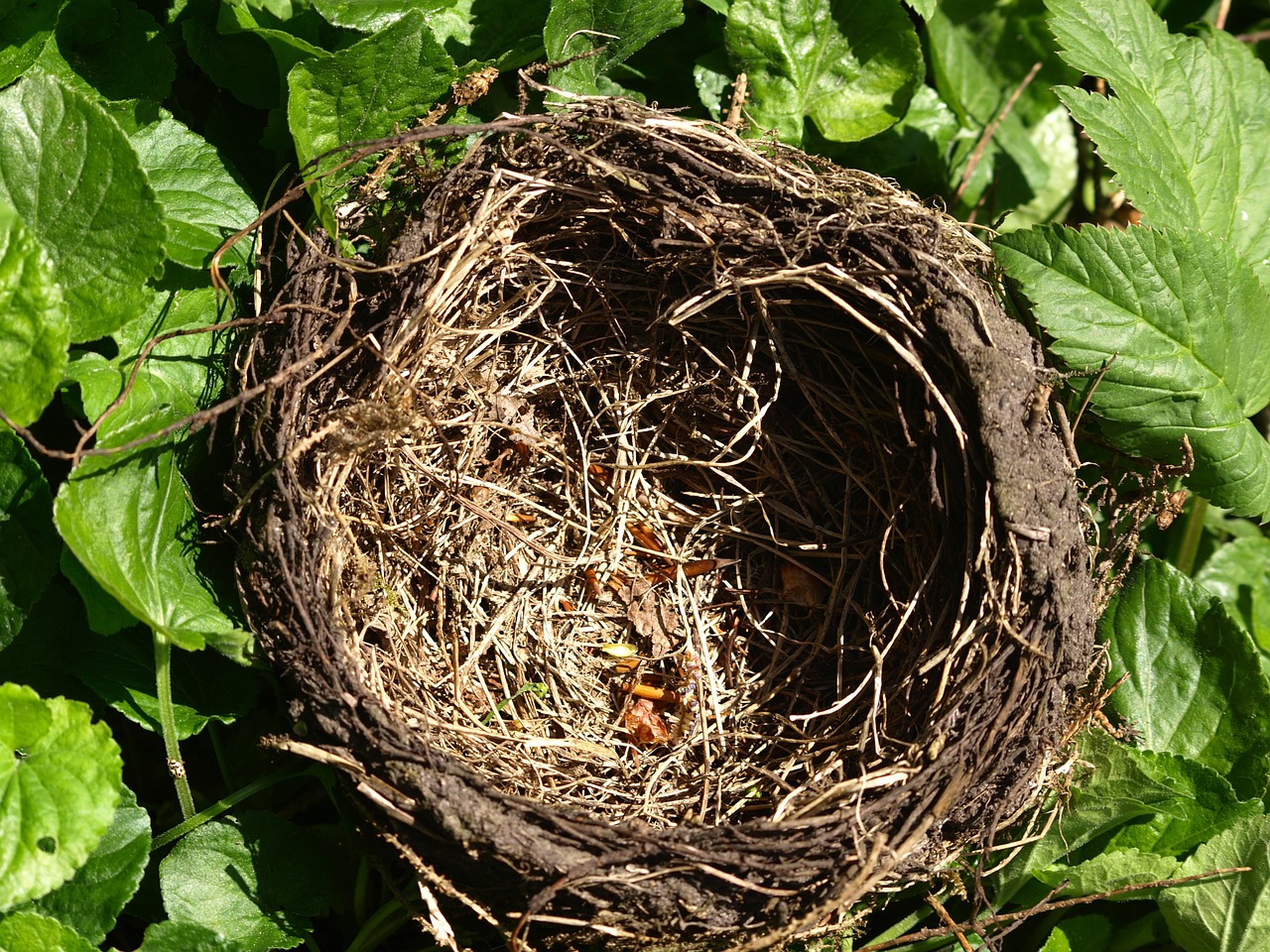 empty nest